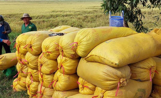 Xuất khẩu gạo hiệu quả ứng phó với biến động lương thực toàn cầu